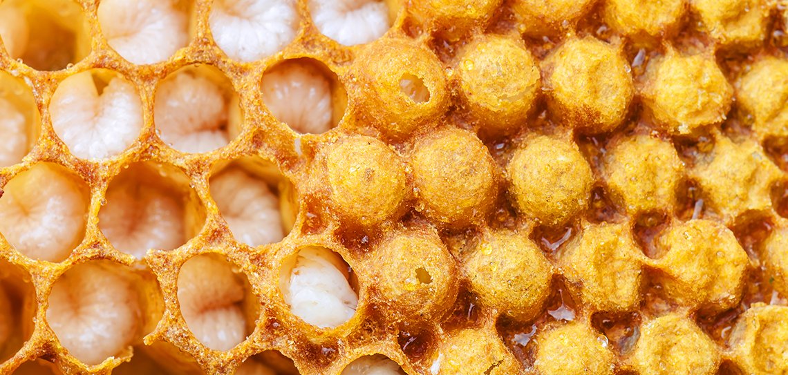 Apilarnil Hakkında Sık Sorulan Sorular
