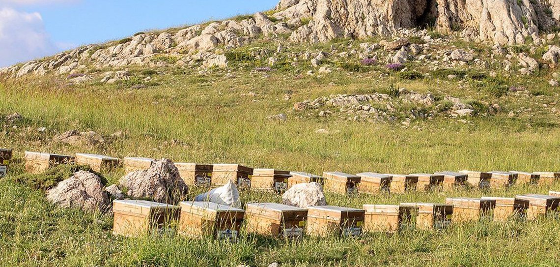 Arı Ekmeği (Perga) Nedir?