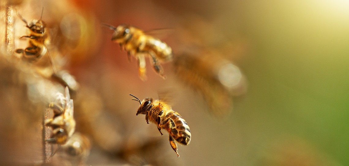 Arılar liderlik ve sorumluluk