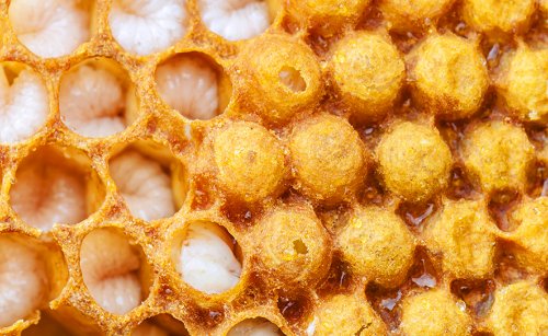 Apilarnil Hakkında Sık Sorulan Sorular