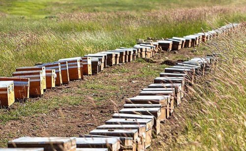 Arı Ekmeğinin Faydaları Nelerdir?