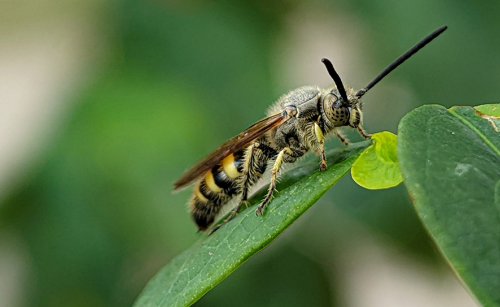 Eryngo (Eryngium sp.) Bitkisi ve C4 Fotosentezi