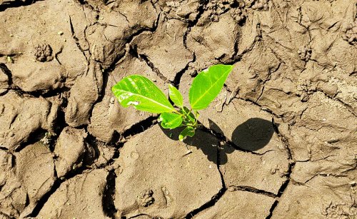 Kuraklık ve C4 Metabolizması Arasındaki Bağlantı