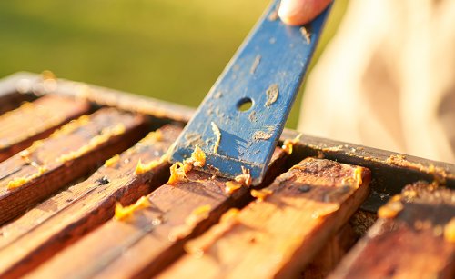 Propolis Kansere Karşı Nasıl Etki Gösterir?