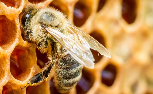 Propolis Nasıl Kullanılır?