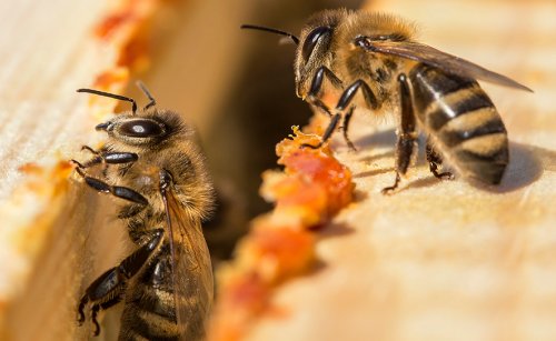 Propolis Nedir?