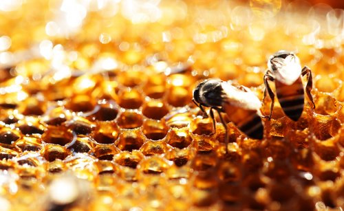 Propolis Nedir?