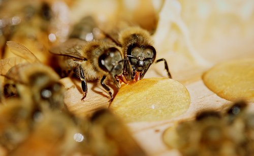 Sürdürülebilir Arıcılık Nedir?