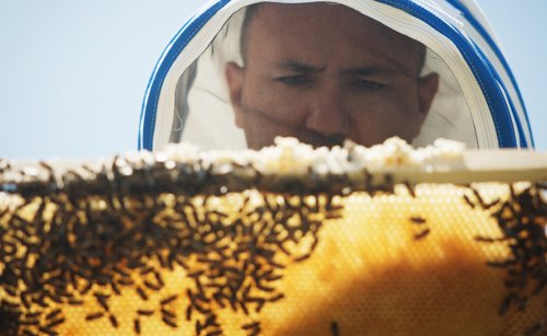 Sürdürülebilir Arıcılık Uygulamaları