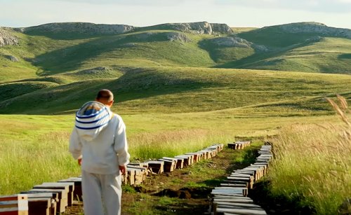 Sürdürülebilir Arıcılık ve Geleceği