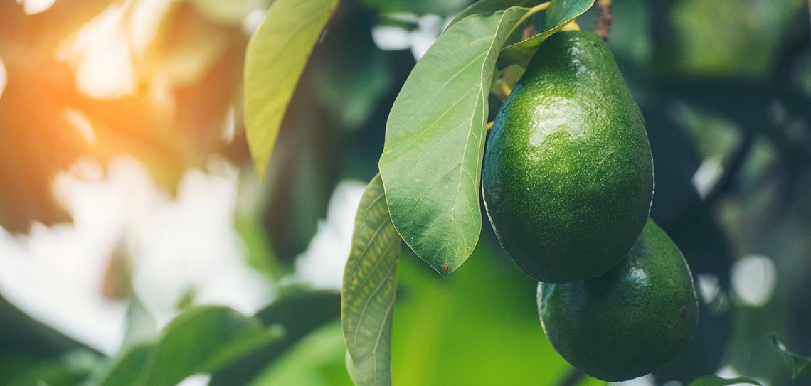 Avokado ile Dengeli Beslenme