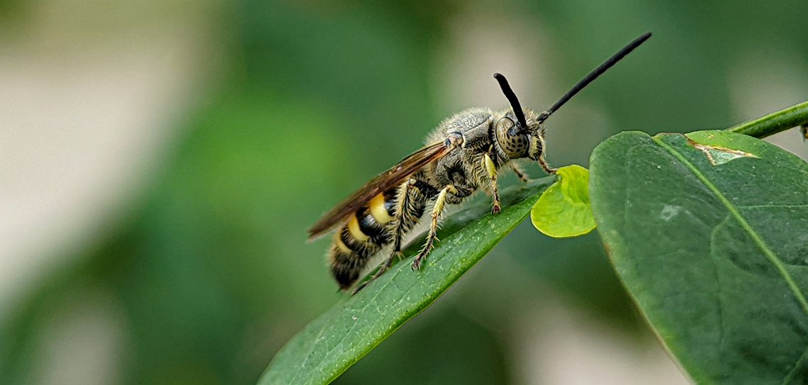 Eryngo (Eryngium sp.) Bitkisi ve C4 Fotosentezi