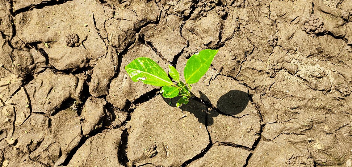 Kuraklık ve C4 Metabolizması Arasındaki Bağlantı