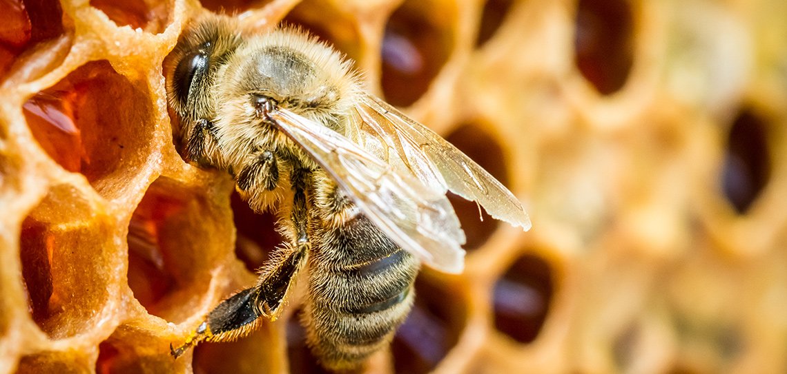 Propolis Nasıl Kullanılır?