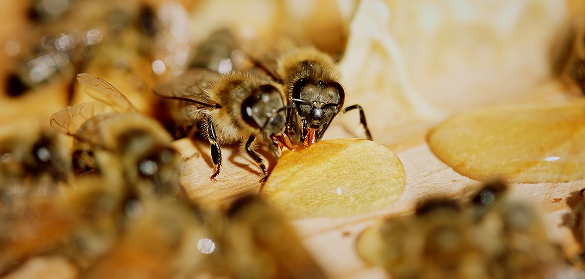 Sürdürülebilir Arıcılık Nedir?